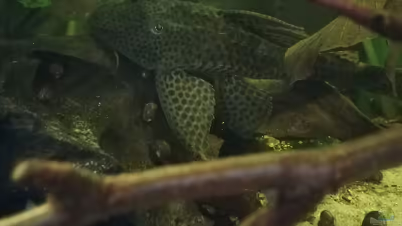 L87, Hypostomus sp. von Daniel Krmr (12)