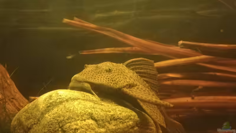 L87, Hypostomus sp. von Daniel Krmr (15)