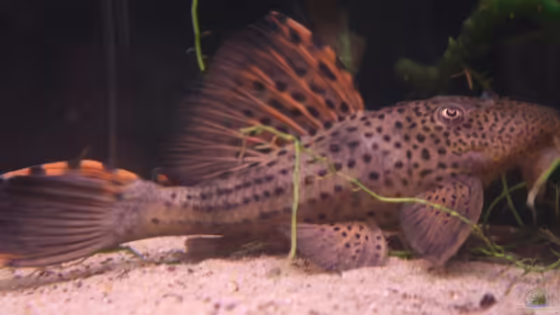 L91 im Becken von makirsch (12)