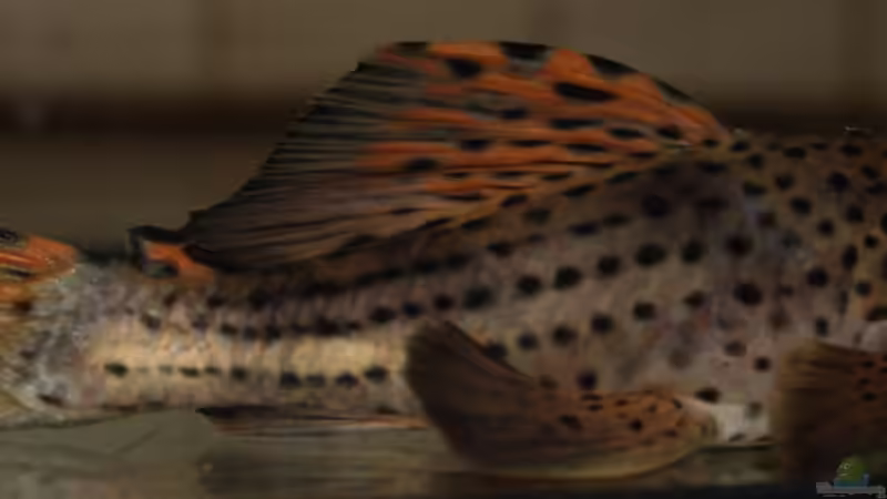 L91 von makirsch (11)