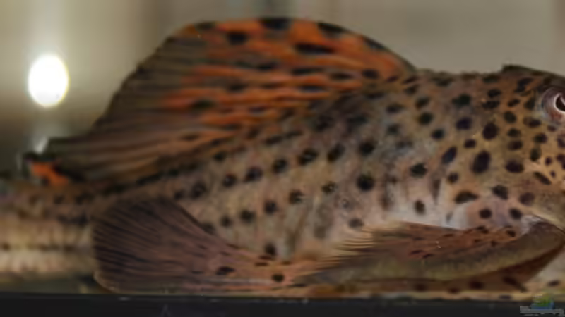 L91 von makirsch (9)