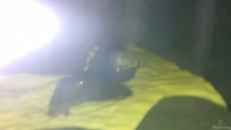 L91 von Sylvia Hoffmann (30)