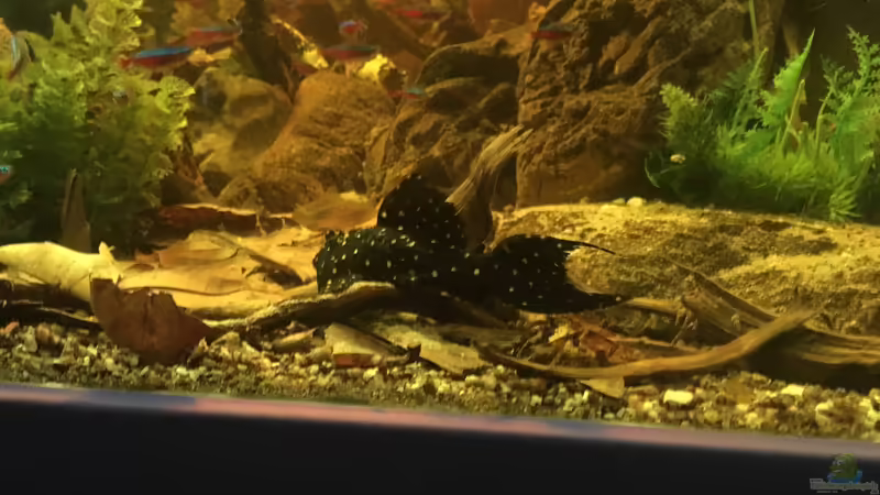 L97 von Hedylein (19)