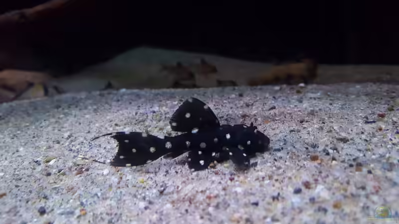 L97 von Südamerika Aquanaut (50)