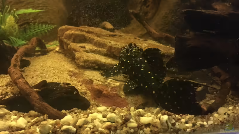 Aquarien mit Pseudacanthicus sp. "L 97" (Einrichtungsbeispiele für Gelbflecken-Kaktuswels)