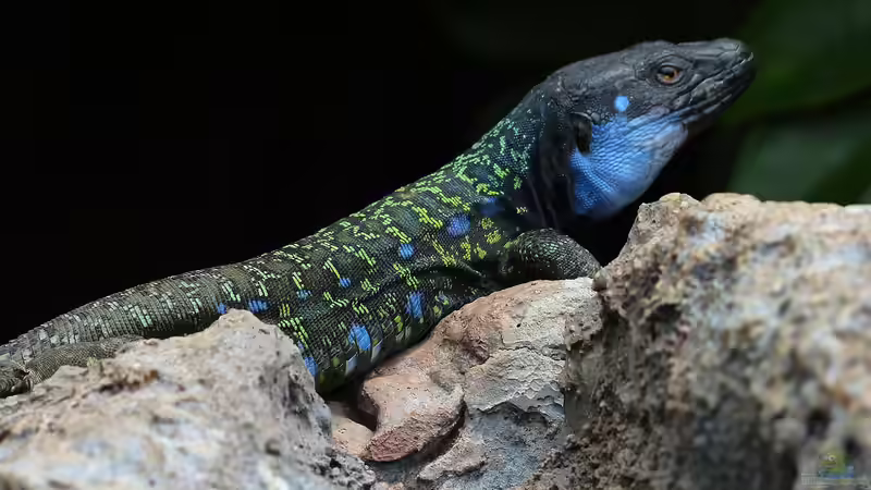 La Palma - Die kanarische Insel für Terrarianer