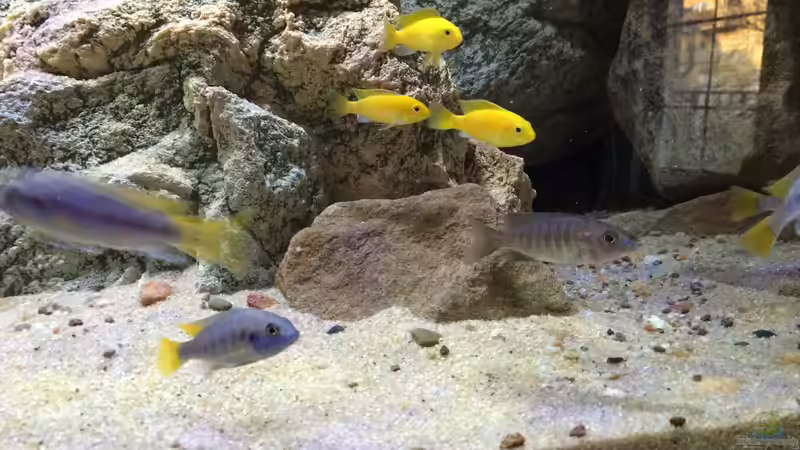 Lab. caeruleus, Ps. Acei und die Fryeri-Dame von Branjo (38)