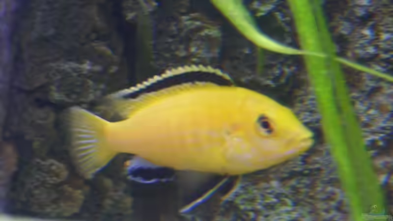 Lab. caeruleus Mann von Michael J. (8)