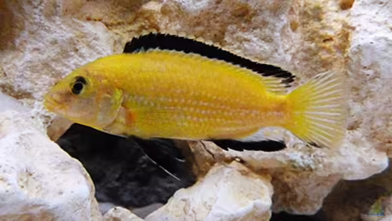 Lab. Caeruleus Yellow / M von African Lake (19)