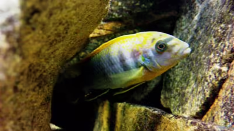 Lab. hongi  von Schloe (7)