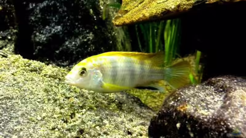 Lab. sp. perlmutt von Schloe (8)