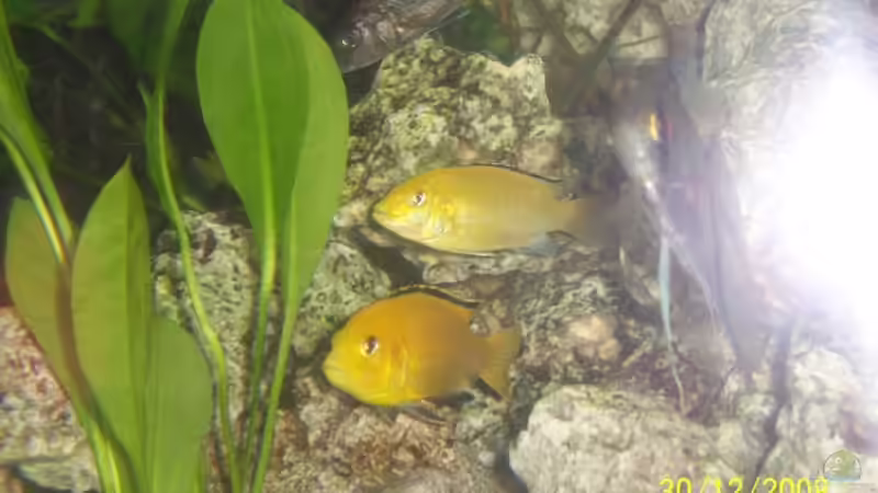 Lab. Yellow von ProPaul (5)