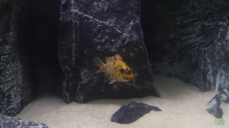 lab.trewavasae Female von Hedylein (16)