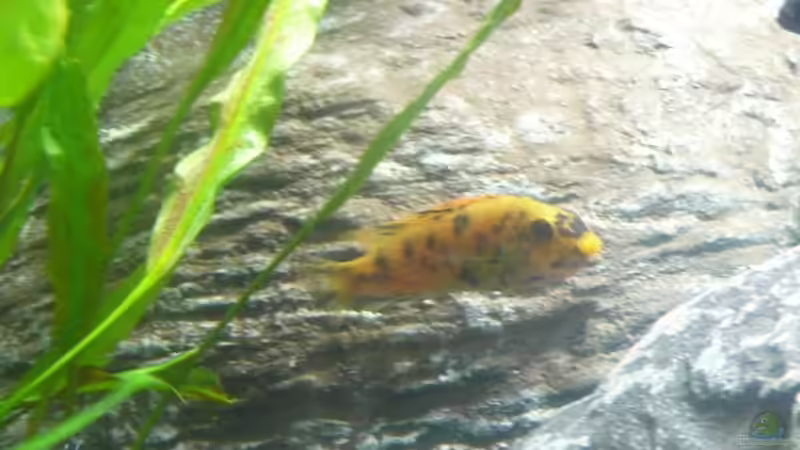 Lab.Trewavasae OB Female von Hedylein (14)