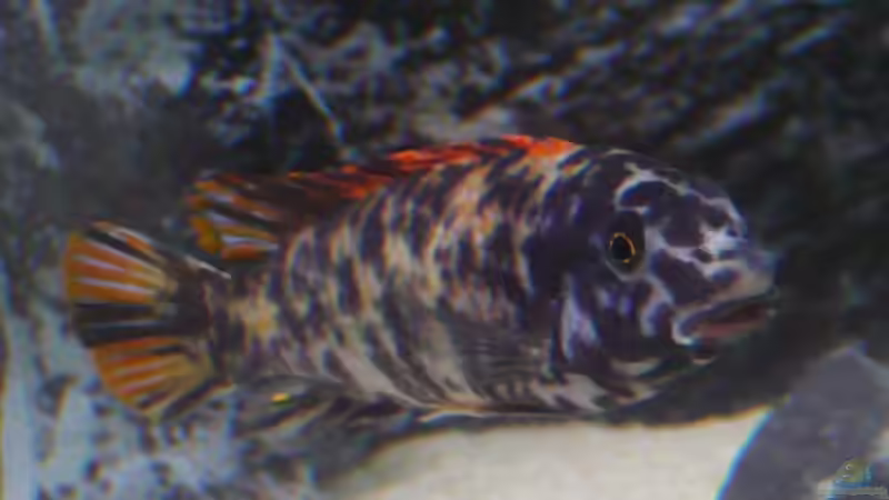 Lab.Trewavasae OB Male von Hedylein (13)