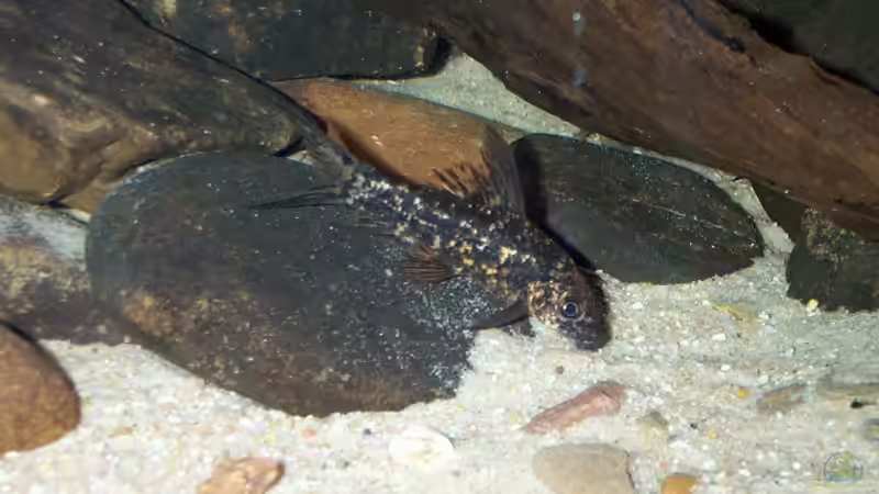 Labeo cyclorhynchus von Misanthrop (11)