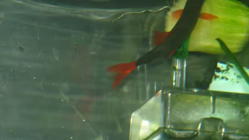 Labeo von Elmar Langer (10)