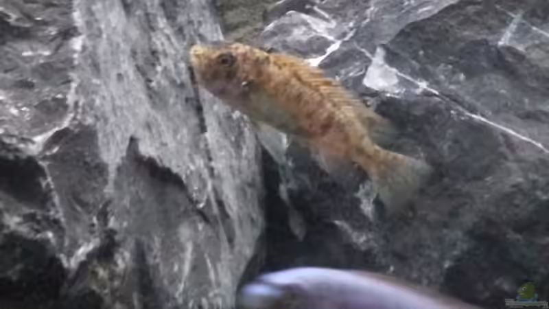 Labeo-Weinchen mit ersten Eiern im Maul; vorne das Männchen von tripledad (24)