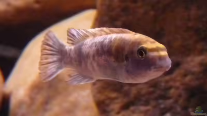 Labeotroheus Thumbi West OB Morphe  von Chimbwe (15)