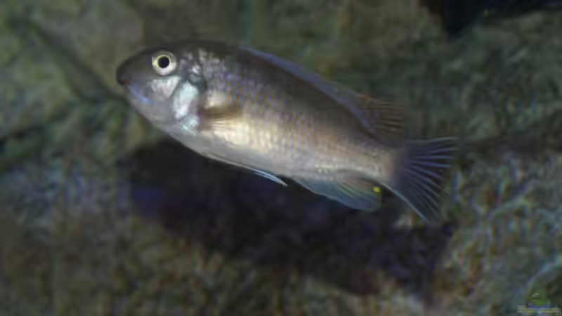 Labeotropheus fuelleborni Namalenji Weibchen von Tom (18)
