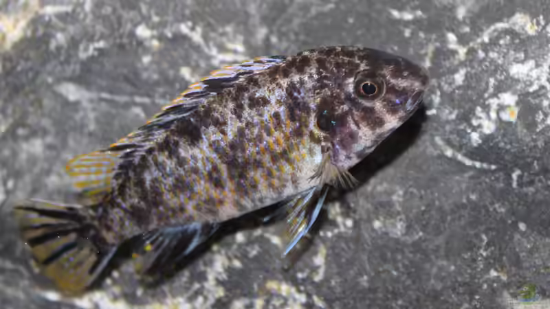 Labeotropheus fuelleborni ´Thumbi West Island´ F1 von SvenV.90 (18)