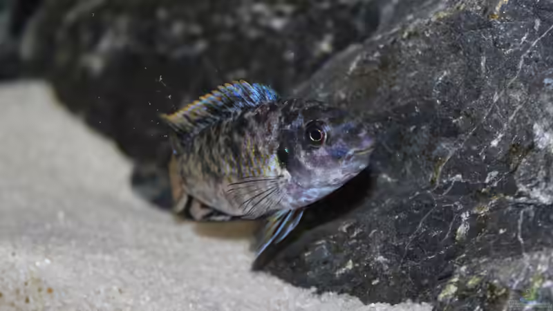 Labeotropheus fuelleborni ´Thumbi West Island´ F1 von SvenV.90 (20)