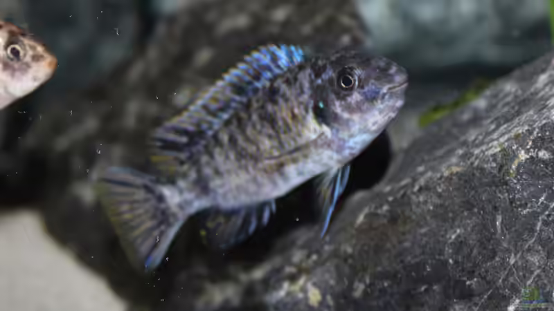 Einrichtungsbeispiele für ein Aquarium mit Labeotropheus fuelleborni (Schabemaulbuntbarsch)