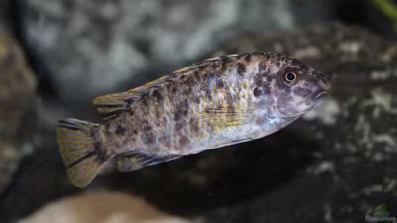 Einrichtungsbeispiele für ein Aquarium mit Labeotropheus fuelleborni (Schabemaulbuntbarsch)