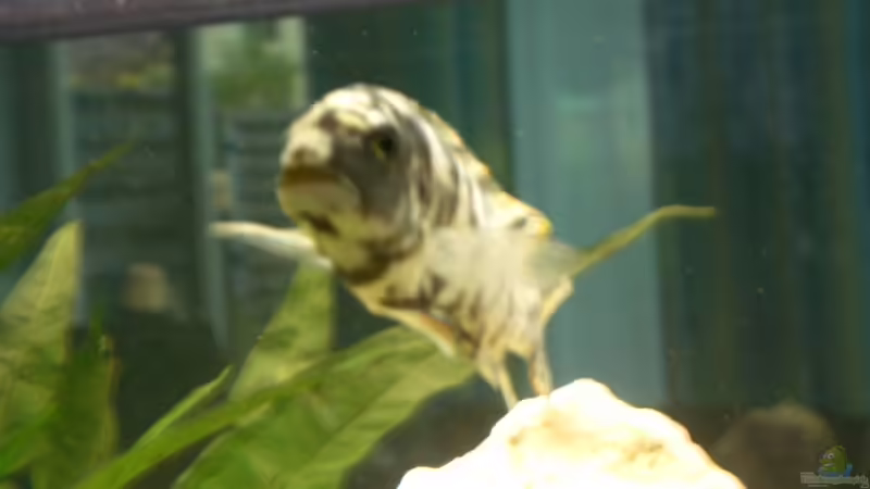 Labeotropheus fuelleborni von Lutz Altepost (9)