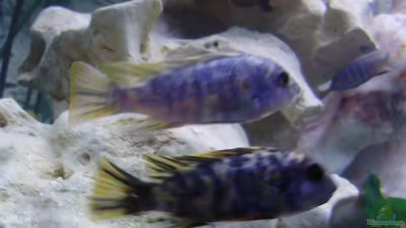 Einrichtungsbeispiele für ein Aquarium mit Labeotropheus fuelleborni (Schabemaulbuntbarsch)
