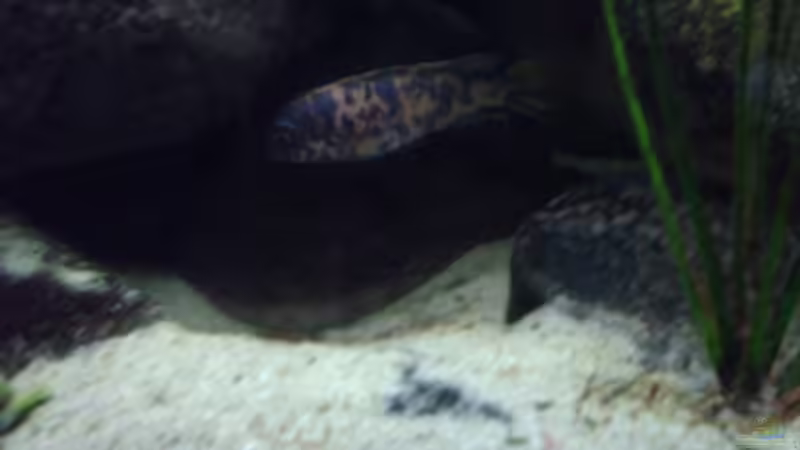 Labeotropheus fulleborni Bock von Jens Szymaniak (13)