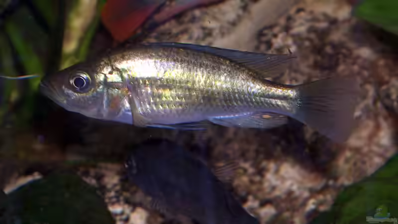 Labeotropheus fulleborni Bock von Jens Szymaniak (15)