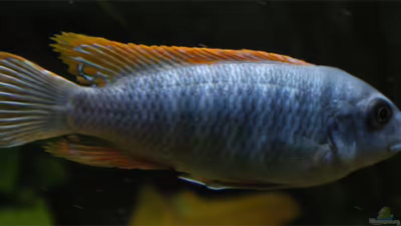 labeotropheus Trevawasae m  von Gerhard Schrenk (17)