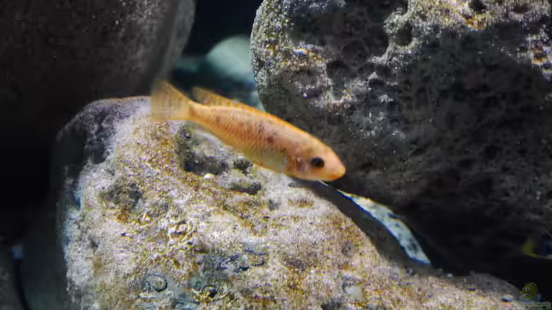 Einrichtungsbeispiele mit Labeotropheus