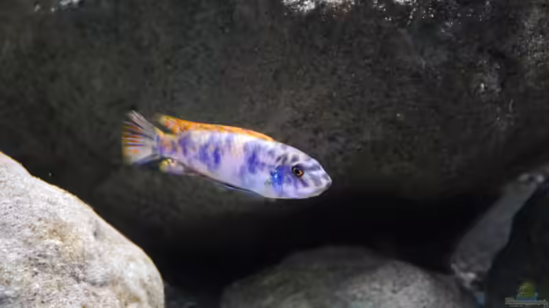 Labeotropheus trevawasae tumbi west OB Männchen von Jan Steger (22)