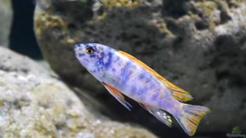 Labeotropheus trevawasae tumbi west OB Männchen von Jan Steger (23)