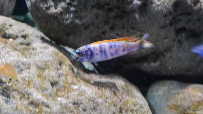 Labeotropheus trevawasae tumbi west OB Männchen von Jan Steger (24)