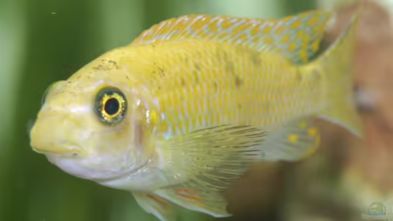 labeotropheus Trevawasae w  von Gerhard Schrenk (18)