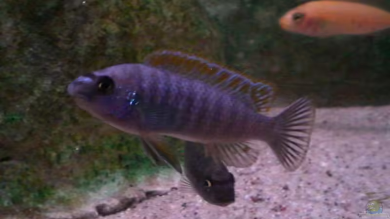 Labeotropheus trewavasae - Thumbi west - Männchen von Dirk Friebe (18)