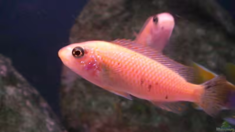 Labeotropheus trewavasae - Thumbi west - Weibchen von Dirk Friebe (19)