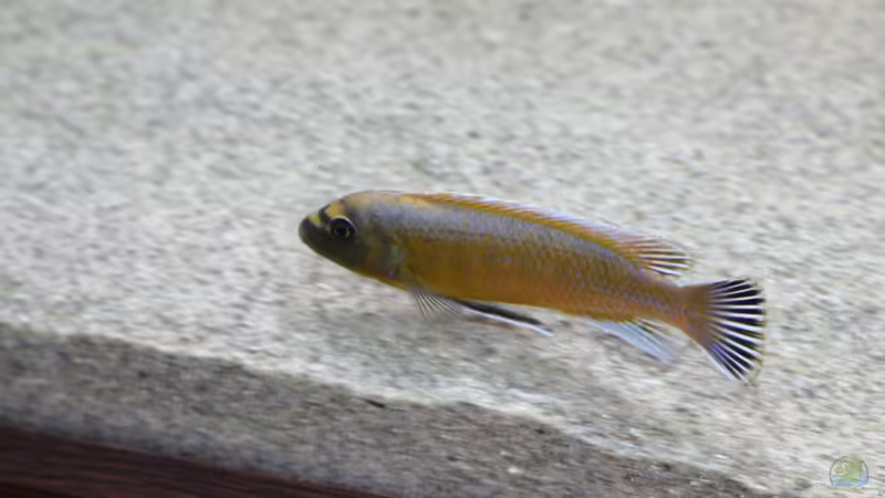 Labeotropheus trewavasae bock von Zerta (23)