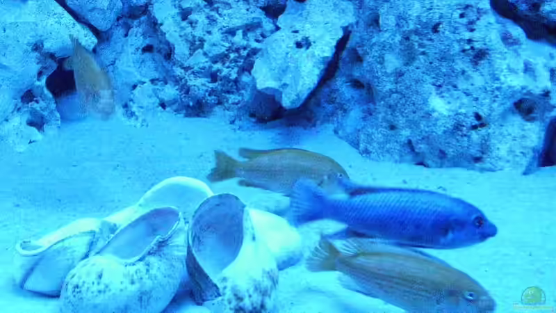 Labeotropheus trewavasae (m) & Melanochromus Johannii von PeterH (26)