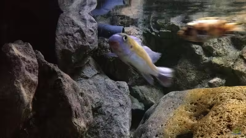 Labeotropheus trewavasae Manda Männchen , deutlich die rückenflosse zu sehen die verletzt war , meine hoffnung das sie komplett nachwächst blieb leider unerfüllt , ich habe ihn so gekauft . von Waldteufel (13)