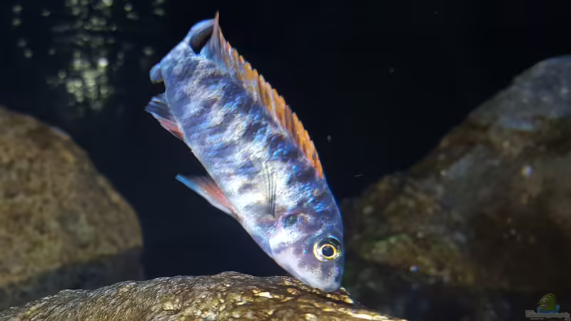 Labeotropheus trewavasae OB Bock  von Mel (49)