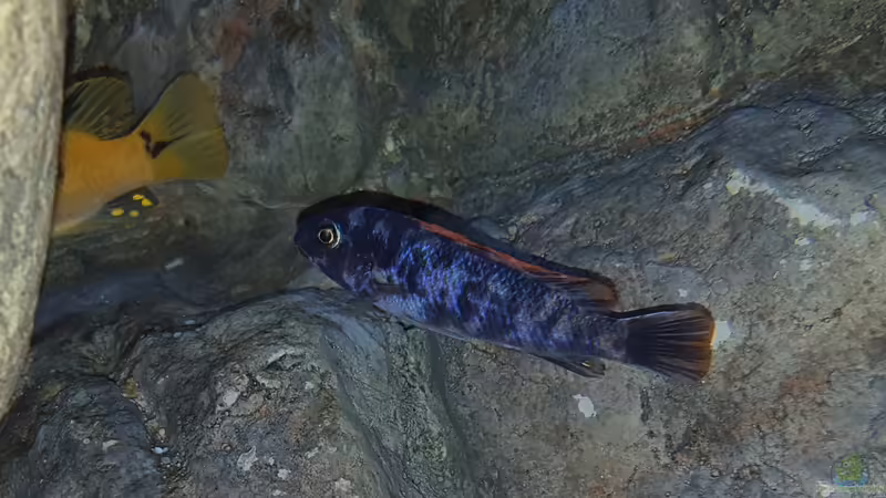 Labeotropheus trewavasae OB Bock  von Mel (63)