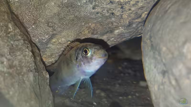 Labeotropheus trewavasae OB weibchen  3 von Mel (61)