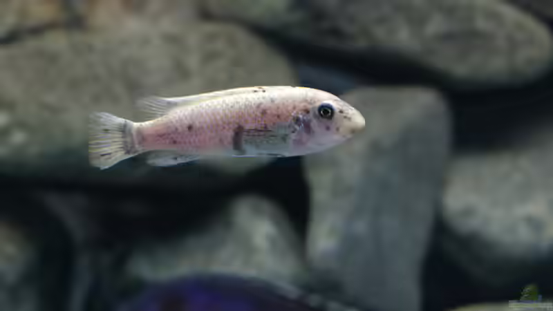 Einrichtungsbeispiele mit Labeotropheus