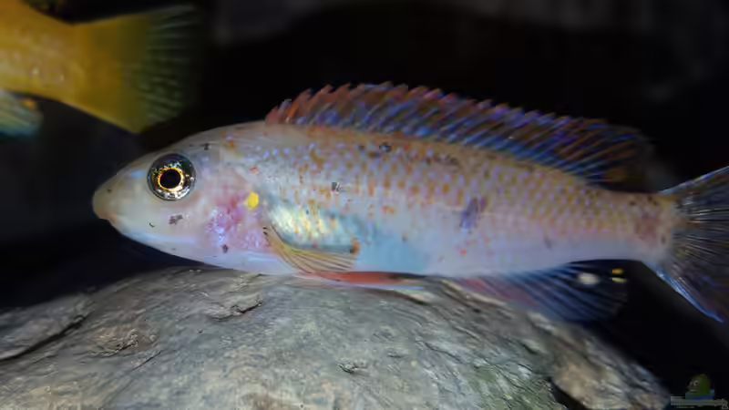 Labeotropheus trewavasae OB weibchen 1 von Mel (59)