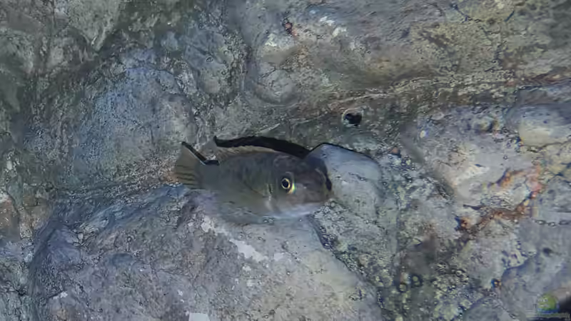 Labeotropheus trewavasae OB weibchen 4 von Mel (62)