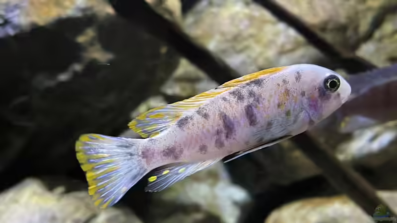 Labeotropheus trewavasae red top Thumbi West MC von Fab! (29)